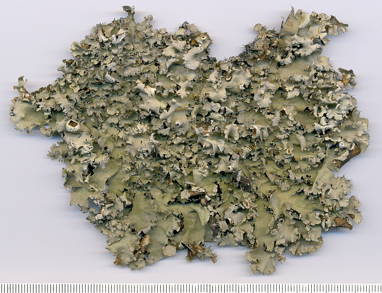 Parmotrema wainii from Brazil, Paraná, Guaraqueçaba leg. C.G. Donha 1251 (UPCB)